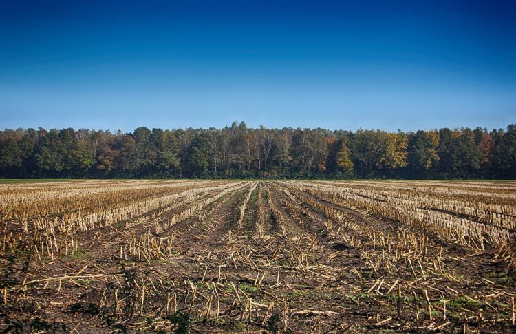 Il settore agricolo e forestale e il consumo energetico 2