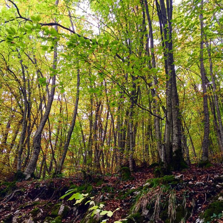 La famiglia del bosco tra privilegi, politica e propaganda 2
