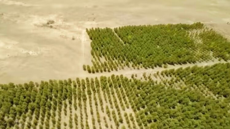 La Grande Muraglia Verde della Cina contro l’aridità 2