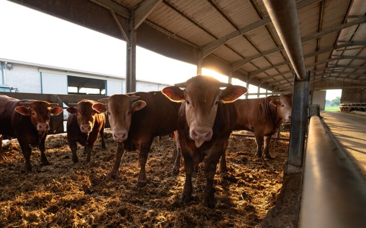 Sovrapprezzo doganale sulla carne bovina in Cina 2