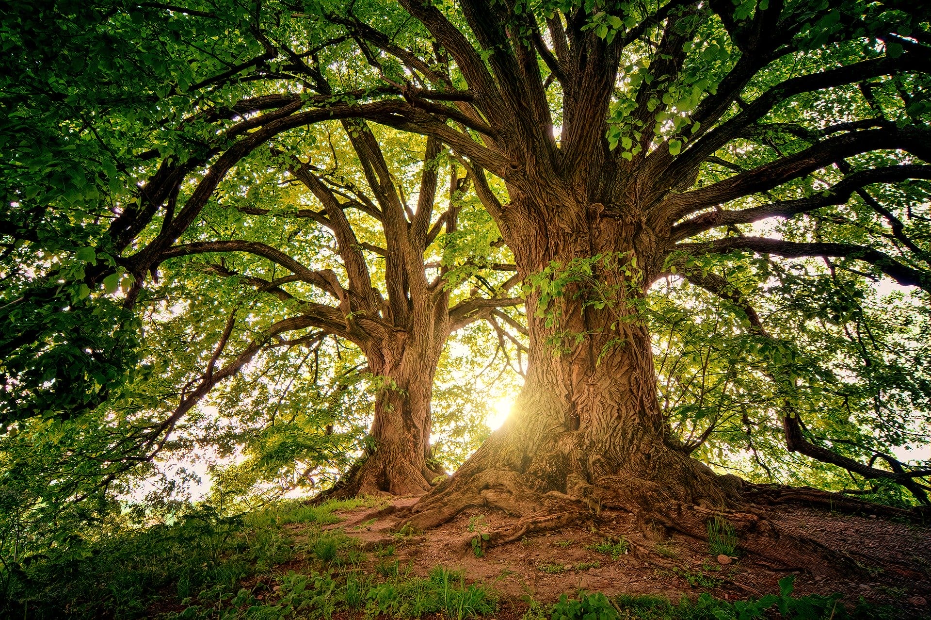 Alberi in dialogo prima dell'eclisse? Ipotesi smontata 2