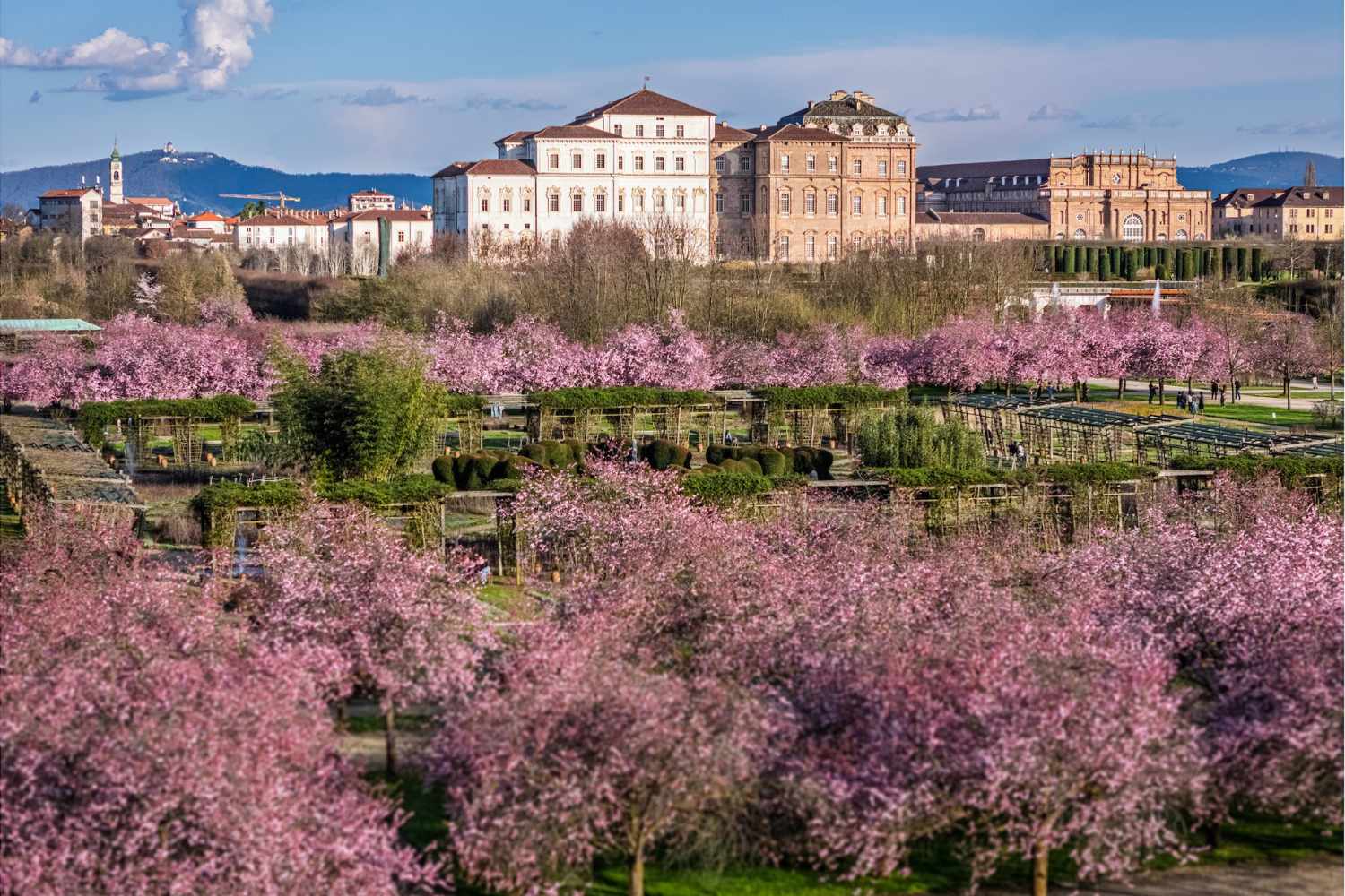 Assomiglia a Kyoto, ma si trova in Piemonte, a un'ora da Milano, il palazzo dove i ciliegi in fiore possono essere osservati anche di notte. 7