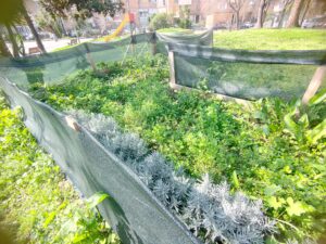 Cancello Chiuso, L’associazione Zevi Replica: “Guardiamo Al Parco, Non Solo Al Lucchetto” 15