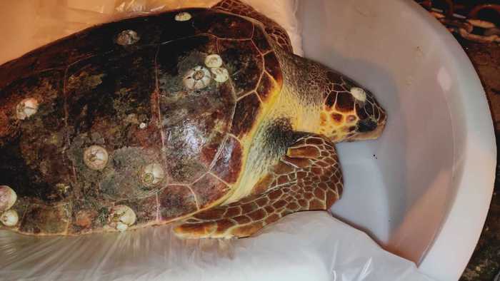 Casalvelino, I Volontari Enpa Salvano La Tartaruga Pioppina 3