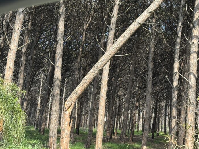 Eboli, Pineta Malata: Via All’Abbattimento Di 260 Alberi 3