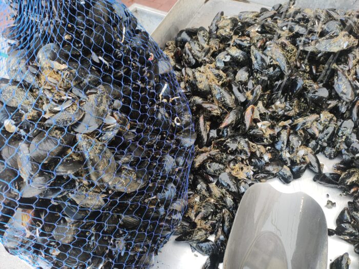 Epatite, Fari Accesi Su Pescherie E Ristoranti 3