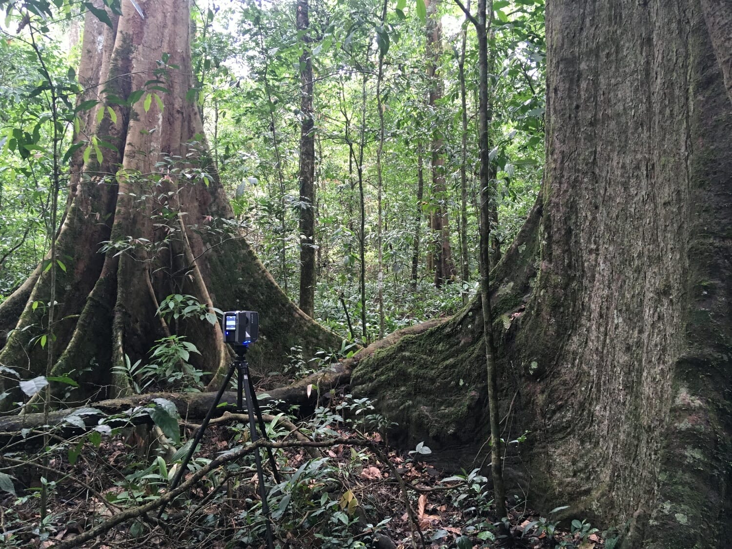 Foreste europee entro il 2100, un ecosistema in pericolo 2