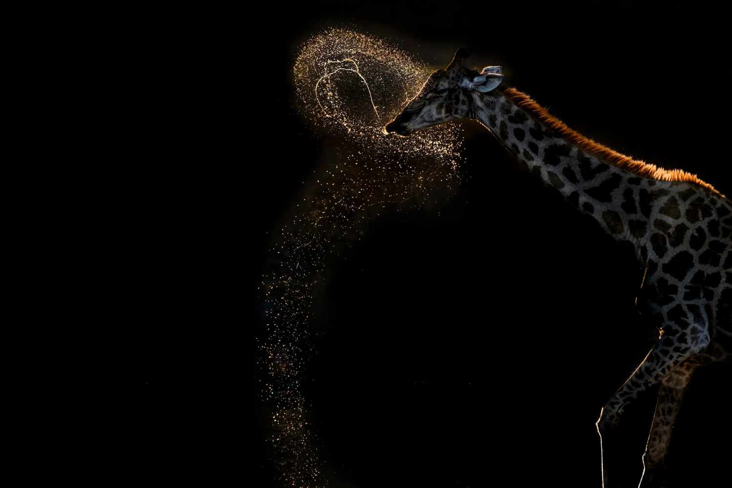Fotografo della Natura dell'Anno 2026: tutte le immagini premiate, quale ti piace di più? 21