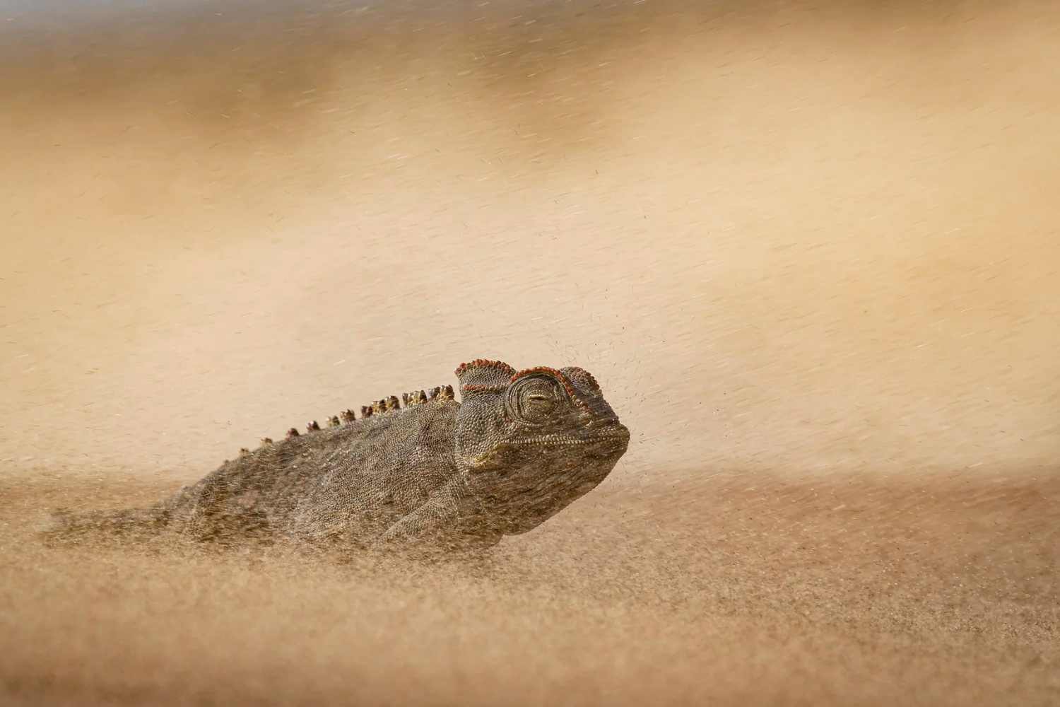 Fotografo della Natura dell'Anno 2026: tutte le immagini premiate, quale ti piace di più? 23