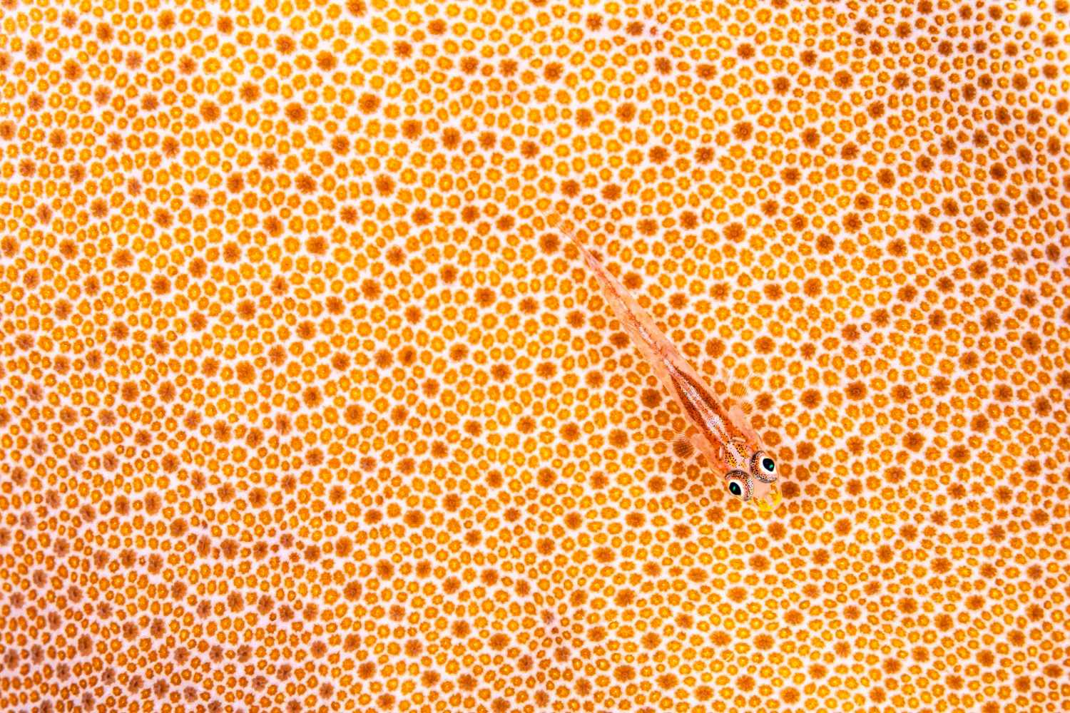 Fotografo della Natura dell'Anno 2026: tutte le immagini premiate, quale ti piace di più? 33