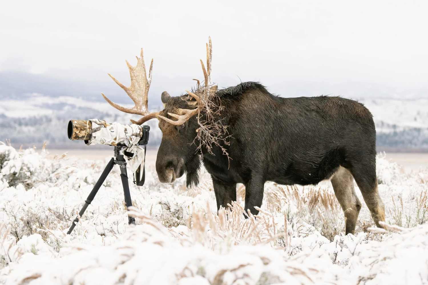 Fotografo della Natura dell'Anno 2026: tutte le immagini premiate, quale ti piace di più? 29