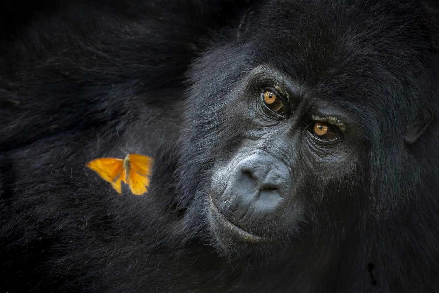 Fotografo della Natura dell'Anno 2026: tutte le immagini premiate, quale ti piace di più? 19