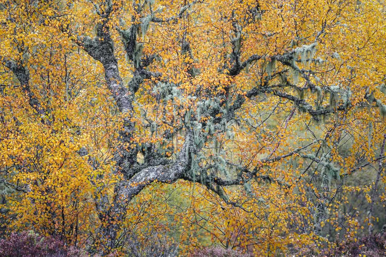 Fotografo della Natura dell'Anno 2026: tutte le immagini premiate, quale ti piace di più? 31