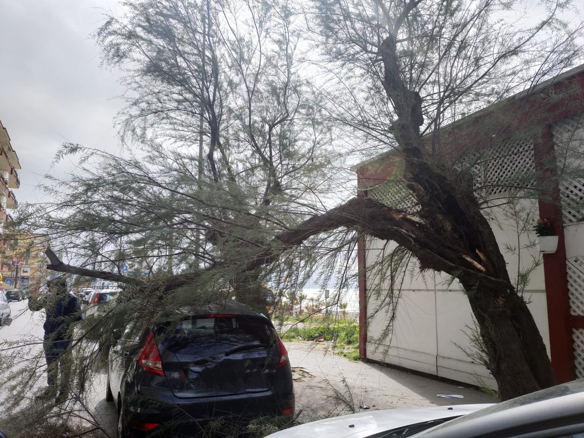 Lungomare Colombo, Albero Si Spezza E Cade Su Un’auto 7