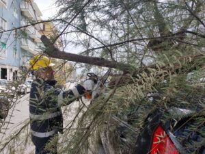 Lungomare Colombo, Albero Si Spezza E Cade Su Un’auto 11