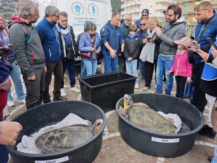 Maiori, Cinque Tartarughe Tornano A Casa 3