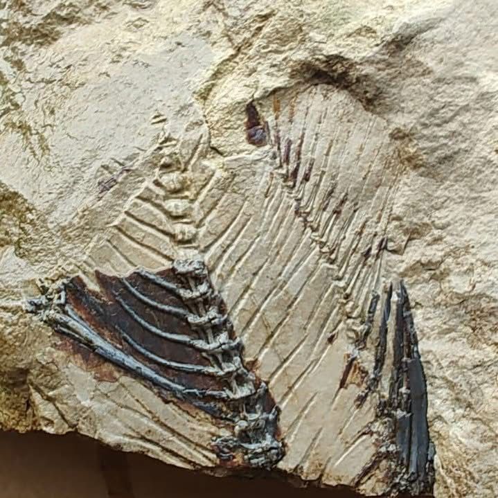 Monte San Giacomo, Rinvenuto Un Fossile Marino Dai Carabinieri Del Parco Di Teggiano 3