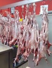 Pasqua, Divieto Esposizione Capretti Nelle Vetrine Delle Macellerie Non Refrigerate 3