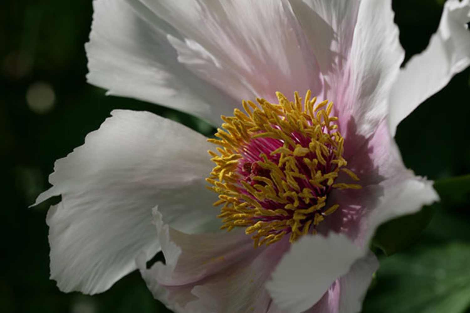 Riapre il giardino di peonie più affascinante d'Italia con 200.000 fiori (una meta imperdibile a breve distanza da Viterbo) 29