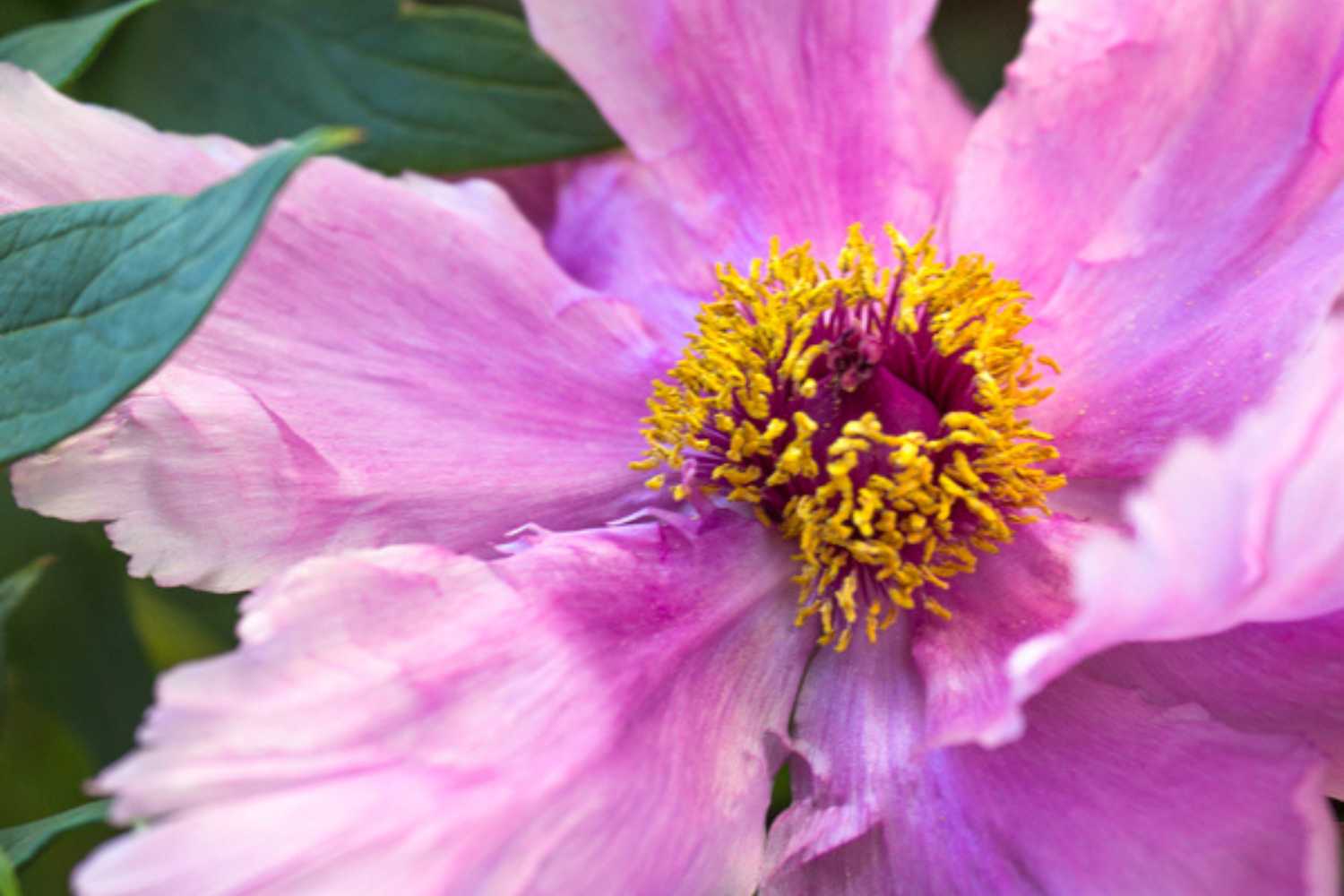 Riapre il giardino di peonie più affascinante d'Italia con 200.000 fiori (una meta imperdibile a breve distanza da Viterbo) 27