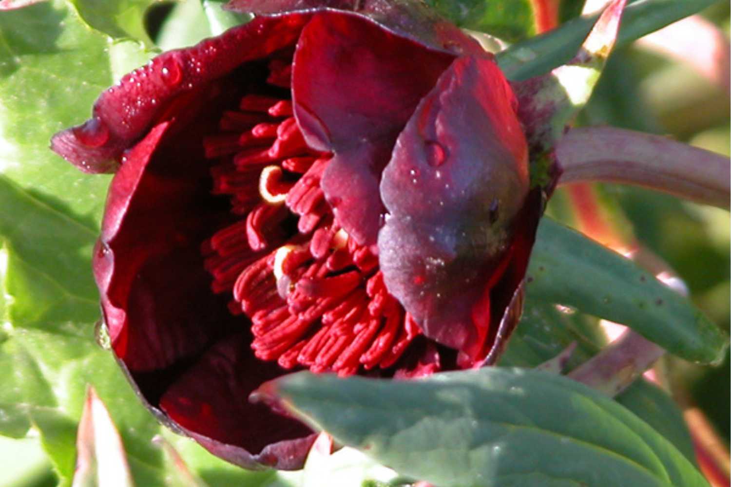 Riapre il giardino di peonie più affascinante d'Italia con 200.000 fiori (una meta imperdibile a breve distanza da Viterbo) 31