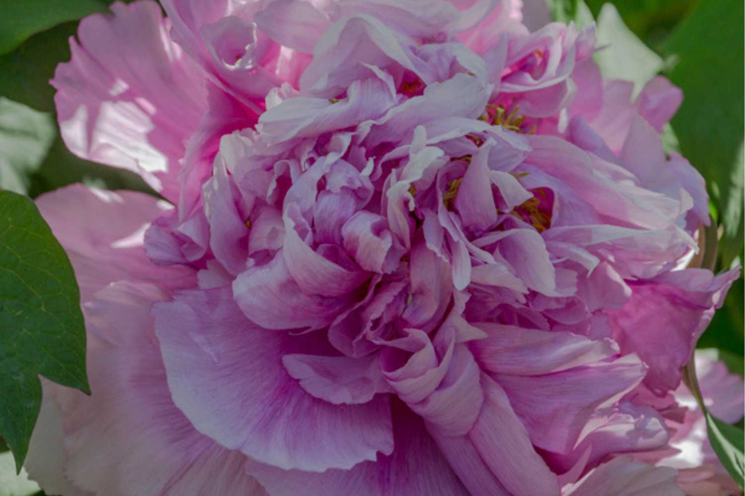 Riapre il giardino di peonie più affascinante d'Italia con 200.000 fiori (una meta imperdibile a breve distanza da Viterbo) 23