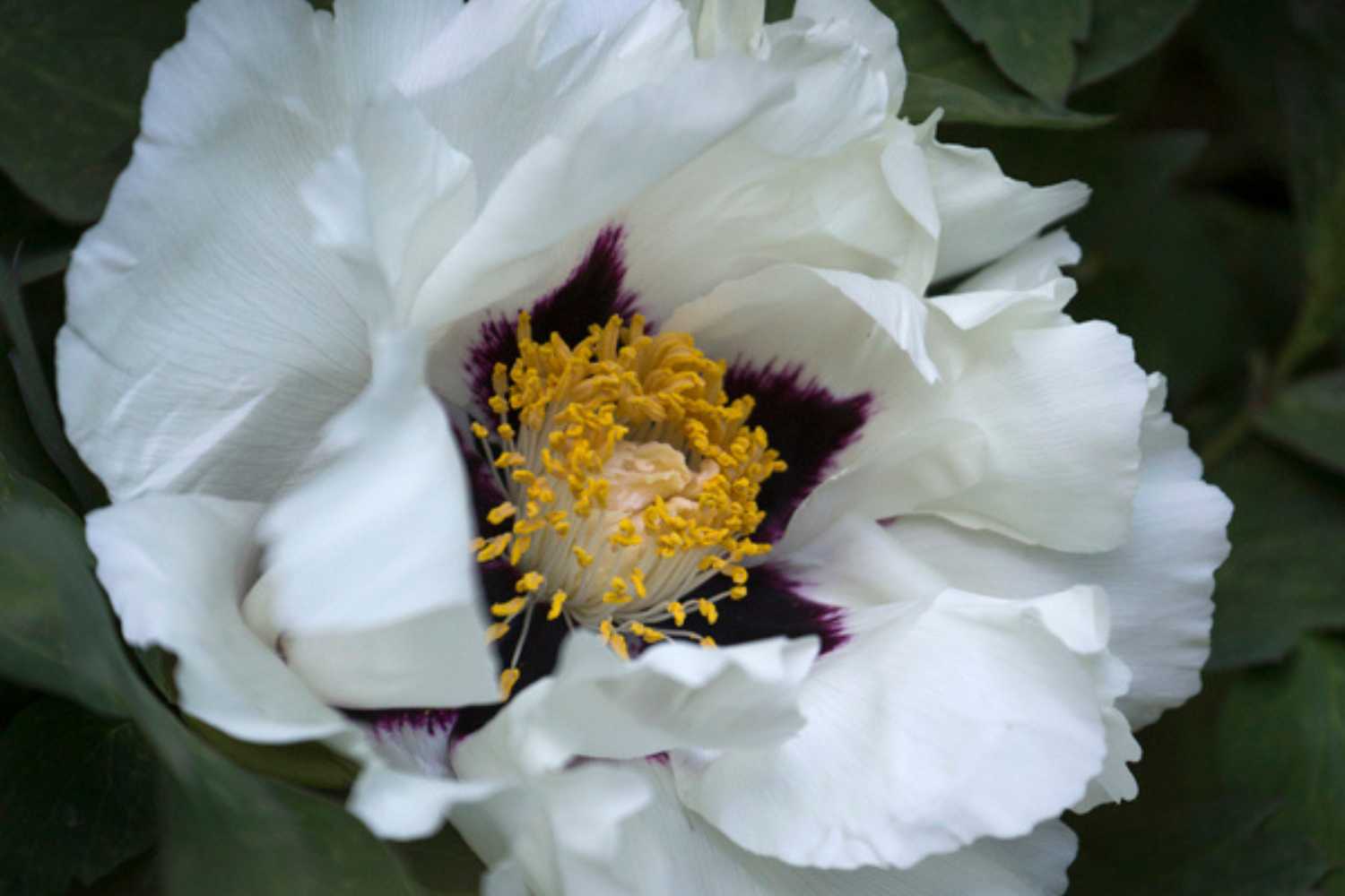 Riapre il giardino di peonie più affascinante d'Italia con 200.000 fiori (una meta imperdibile a breve distanza da Viterbo) 25