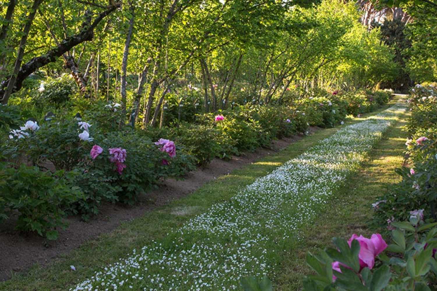 Riapre il giardino di peonie più affascinante d'Italia con 200.000 fiori (una meta imperdibile a breve distanza da Viterbo) 21