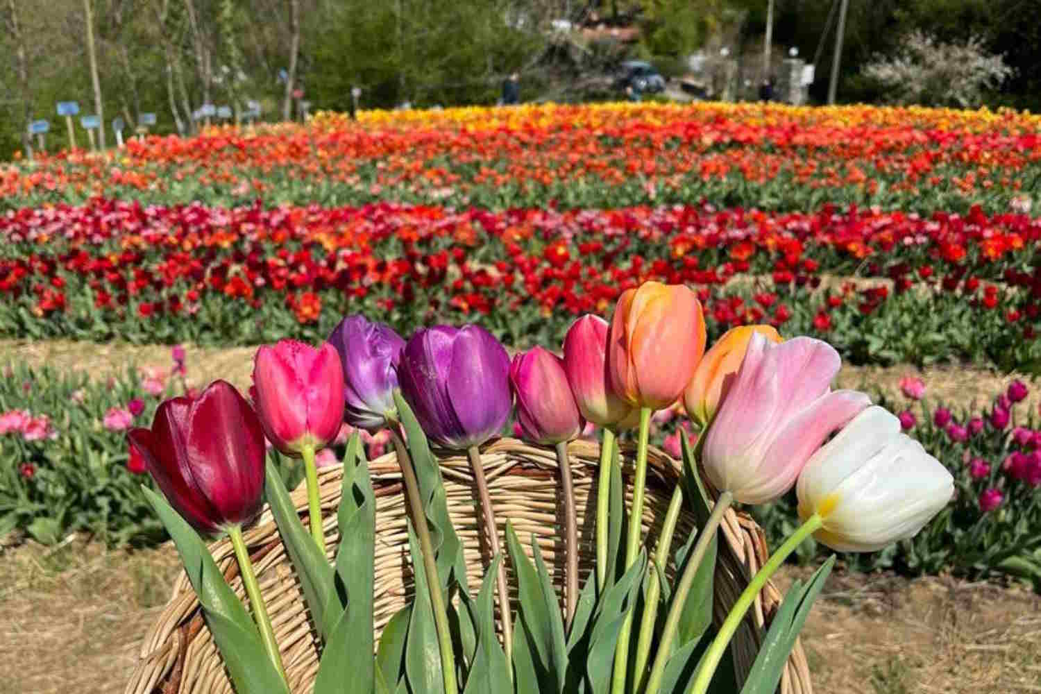 Tulipani in Italia 2026: le località più suggestive per osservare la fioritura primaverile. 13