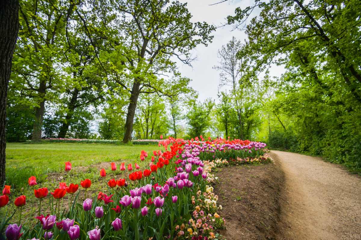Tulipani in Italia 2026: le località più suggestive per osservare la fioritura primaverile. 17