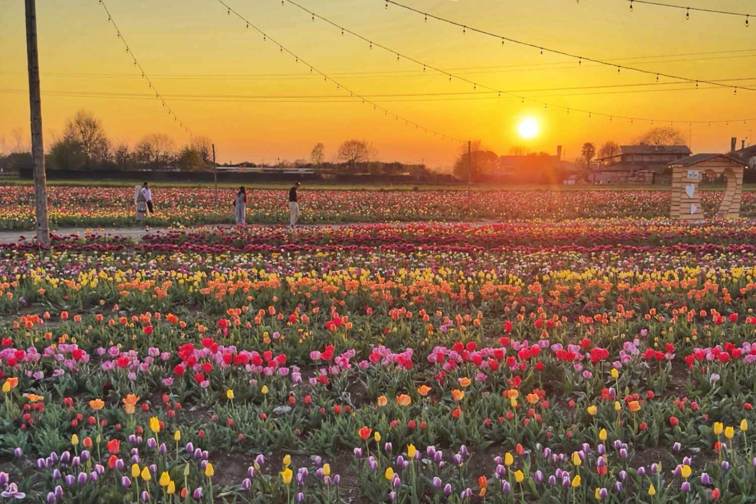 Tulipani in Italia 2026: le località più suggestive per osservare la fioritura primaverile. 11
