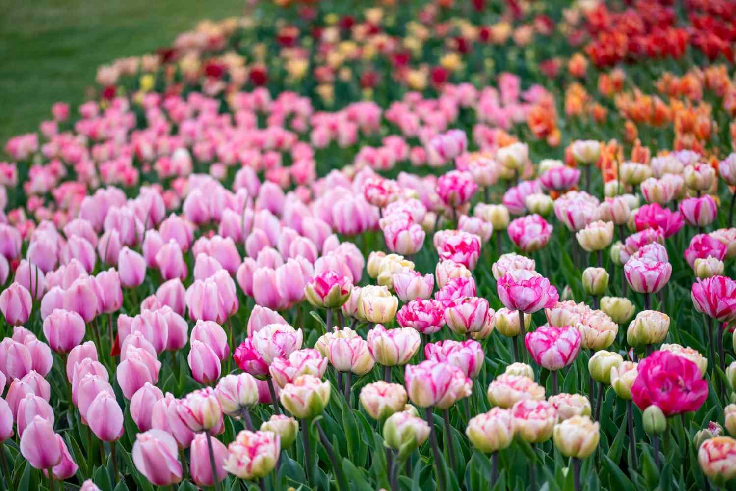 Tulipani in Italia 2026: le località più suggestive per osservare la fioritura primaverile. 15