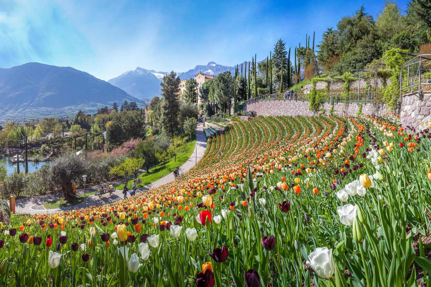 Tulipani in Italia 2026: le località più suggestive per osservare la fioritura primaverile. 19