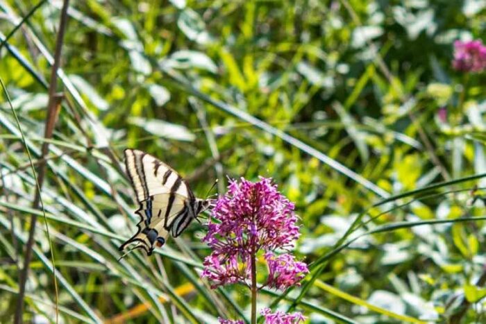 Farfalla In Via Di Estinzione Trova Casa Nel Parco Nazionale Del Cilento 3