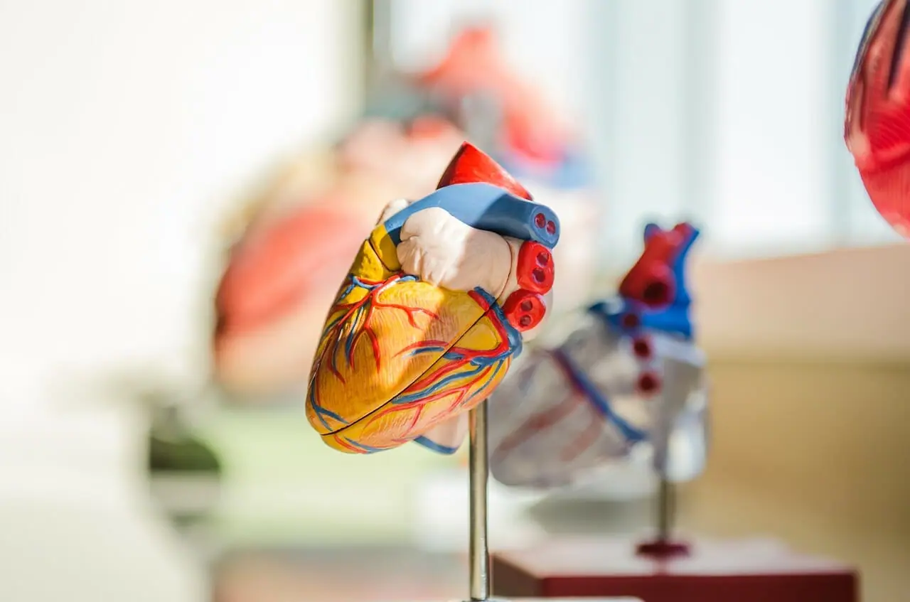 Il battito continuo del cuore può combattere il cancro? 2
