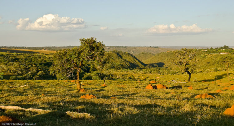 Il Cerrado vale più dell’Amazzonia per il clima? 2