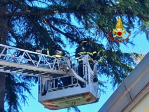 Rami Pericolanti Nel Quartiere Fratte, Intervento Dei Vigili Del Fuoco 7