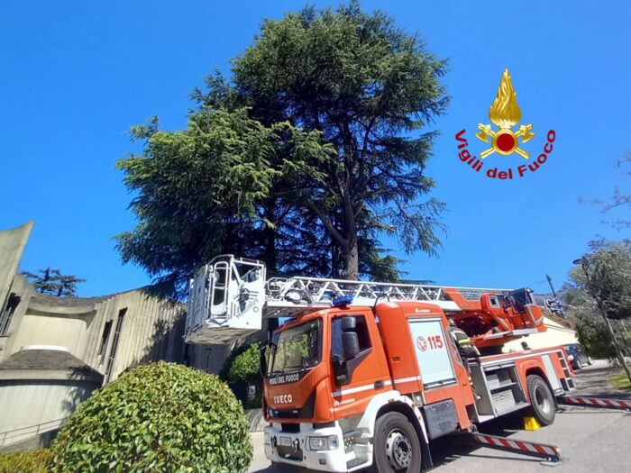 Rami Pericolanti Nel Quartiere Fratte, Intervento Dei Vigili Del Fuoco 5