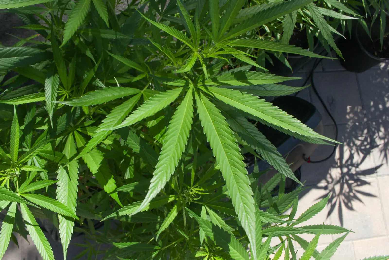 Regolamentazione della cannabis resa più flessibile da Trump 2