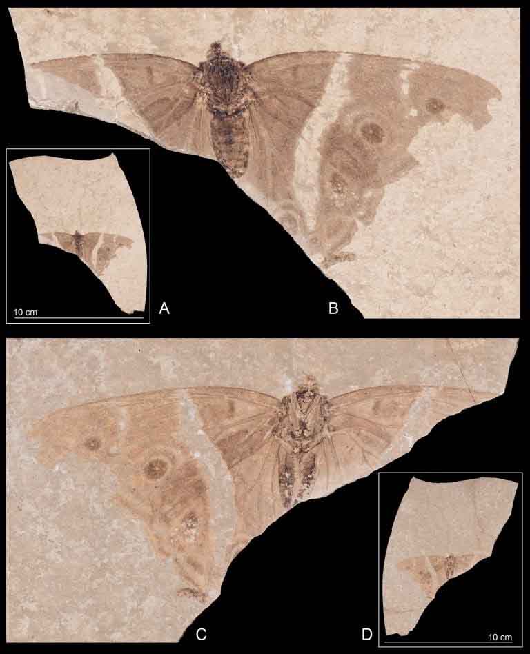 Rinvenuto un eccezionale fossile di farfalla imperatore, perfettamente conservato, risalente a 34 milioni di anni fa. 3