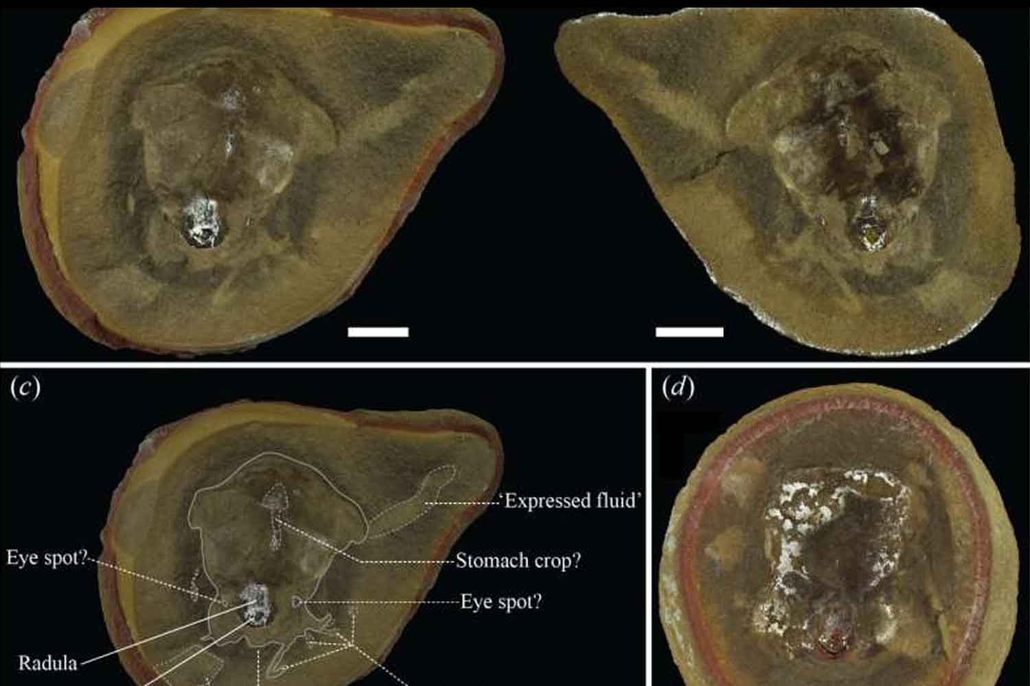 Ritrovato quello che sembrava essere il fossile del polpo più antico, ma la scoperta di denti nascosti modifica la sua storia e identità. 3