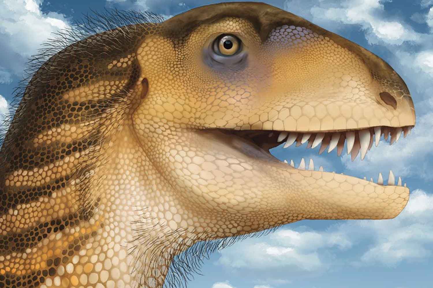 Ritrovato un cranio nascosto in un cassetto, si scopre che appartiene a un dinosauro carnivoro sconosciuto. 7