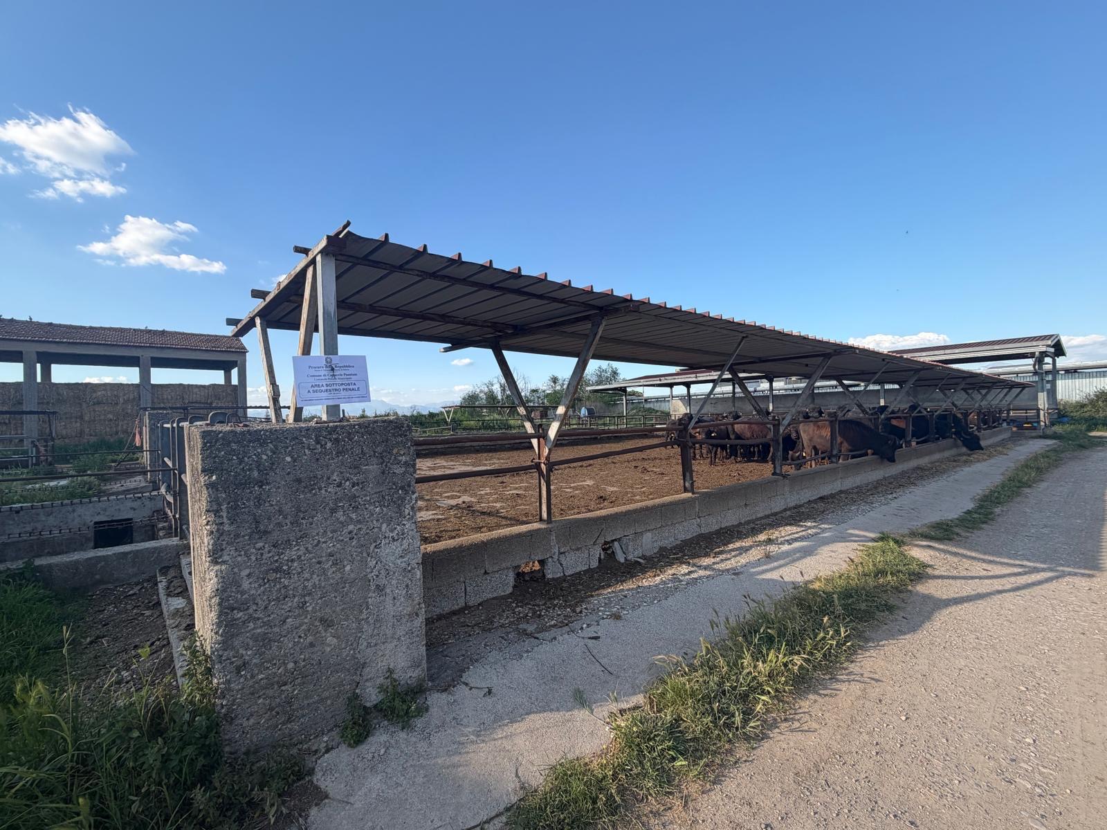Scarichi Illeciti Di Reflui, Sequestrata Azienda Zootecnica 3