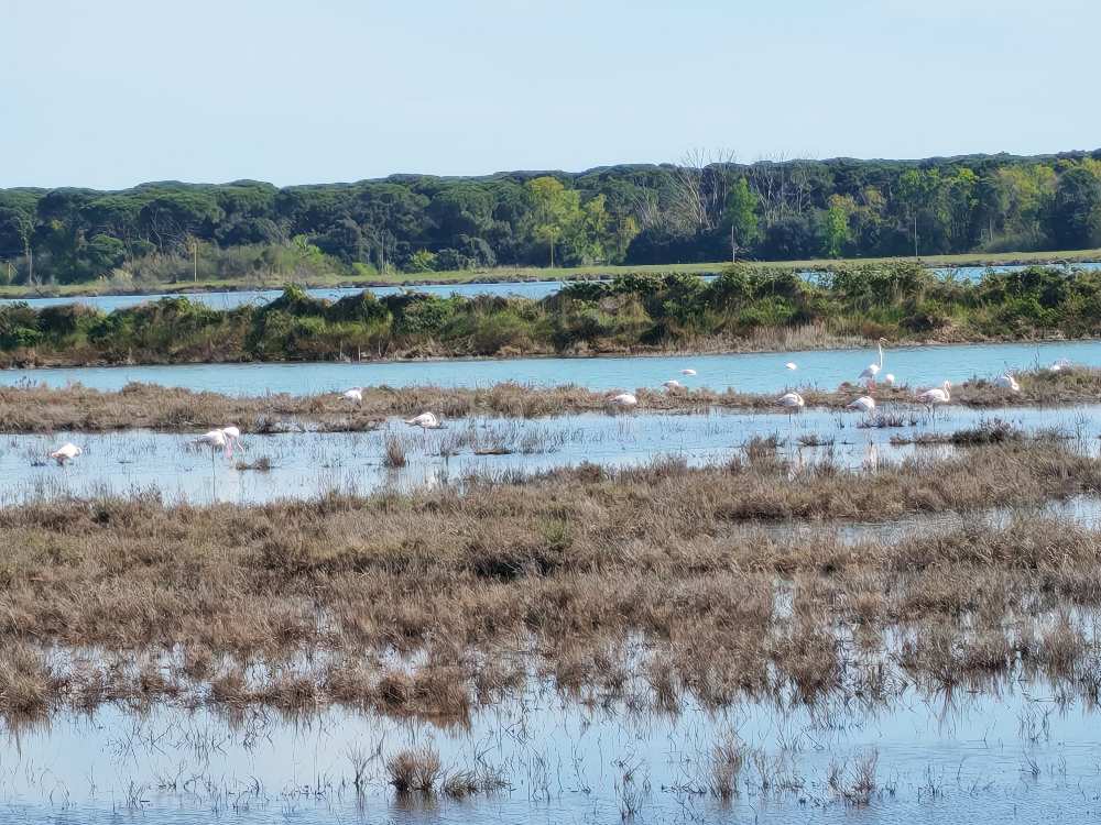 Argine degli Angeli: un'esperienza straordinaria di ciclismo sulla pista ciclabile che si estende tra acqua e cielo nel centro del Delta del Po. 17