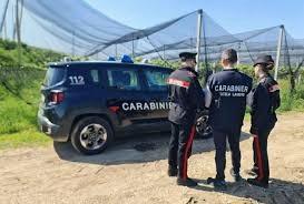 Caporalato E Sicurezza Sul Lavoro: Cc Sospendono 4 Aziende Agricole, 3 Lavoratori In Nero 3