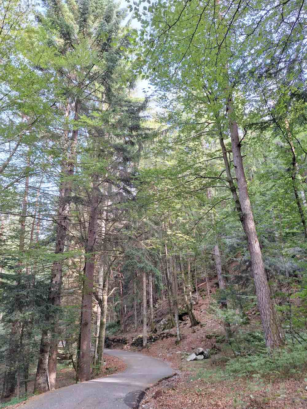 Ho percorso in bicicletta la pista ciclabile Druogno–Re esplorando la splendida Val Vigezzo, caratterizzata da cascate spettacolari, boschi e luoghi di culto. 25