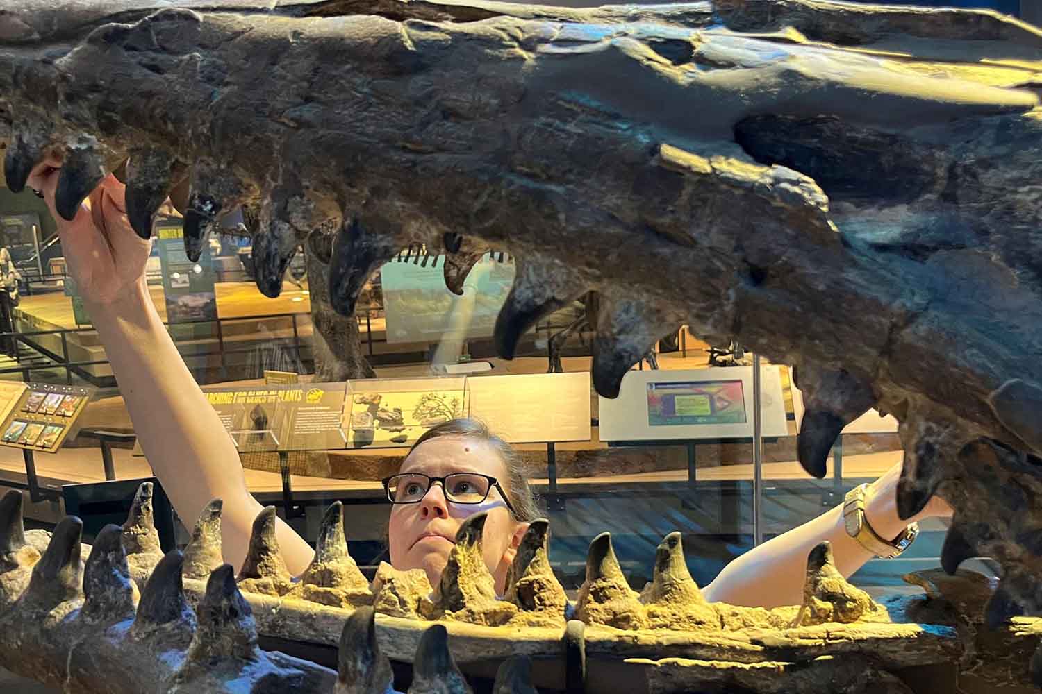 Identificato il "T. rex degli oceani", dotato di denti seghettati e mascelle da cacciatore, risalente a 80 milioni di anni fa. 3