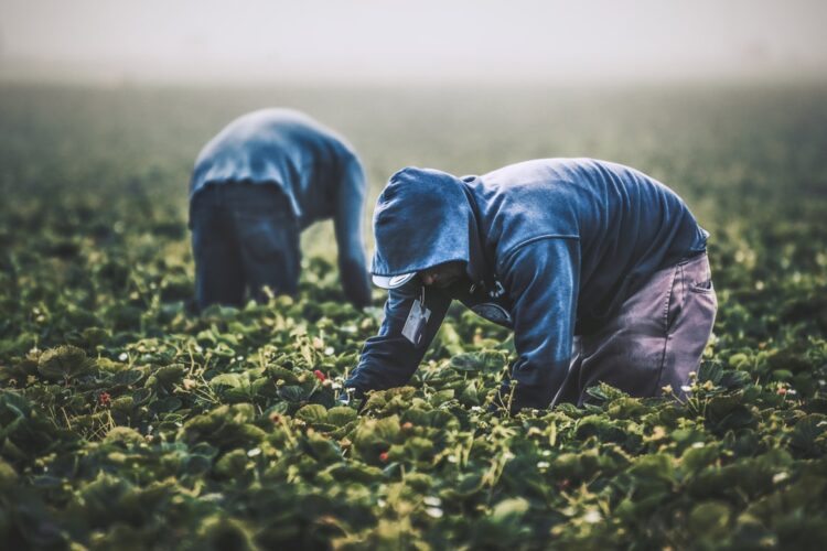 Neeraj e il lavoro invisibile nei campi” 2