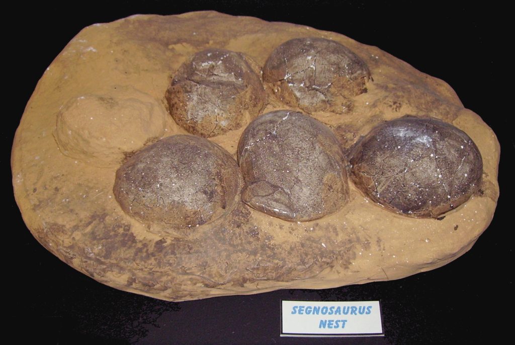 Oltre 100 uova di dinosauro sono state scoperte a Mèze 2