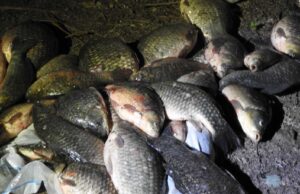 Pesca Di Frodo Nel Fiume Sele, Sequestrati Attrezzature Ed Oltre 40 Kg Di Pescato 7